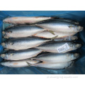 Frozen Pacific Mackerel 100-200G 200-300G 300-500G para venda